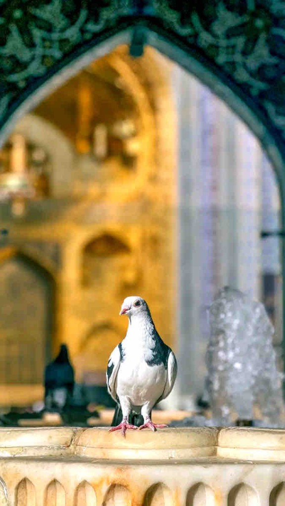 Muharram — bild 3
